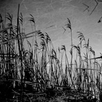 Grasses and sedges