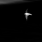 Gull