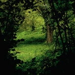Green glade