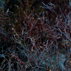 Heather