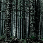 Podhale forest